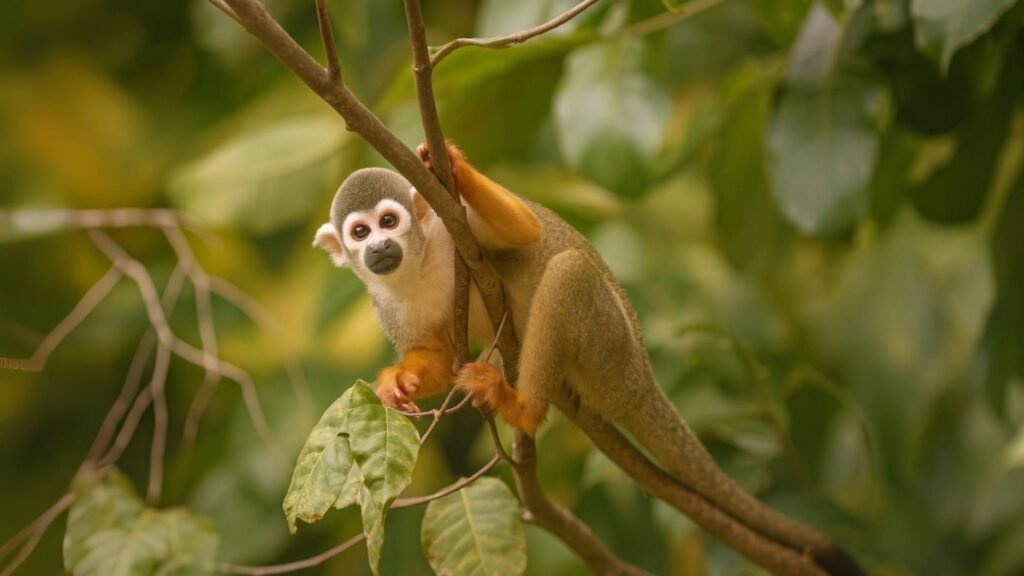 Macaco na árvore na Ilha do Combú em Belém do Pará