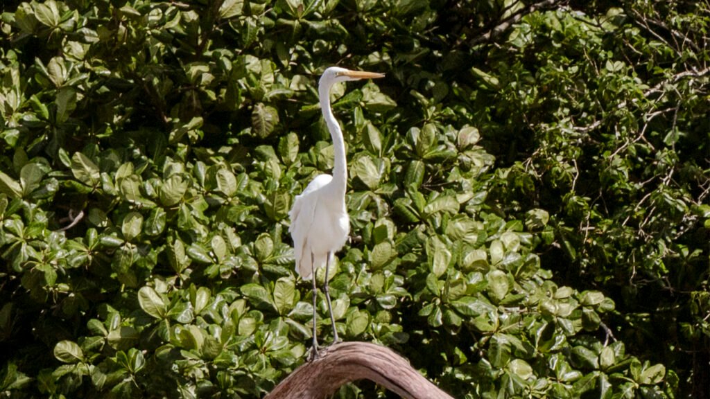 Garça na Ilha do Combú