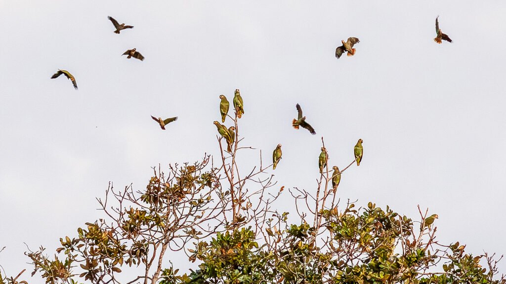Revoada de araras na Ilha do Combú
