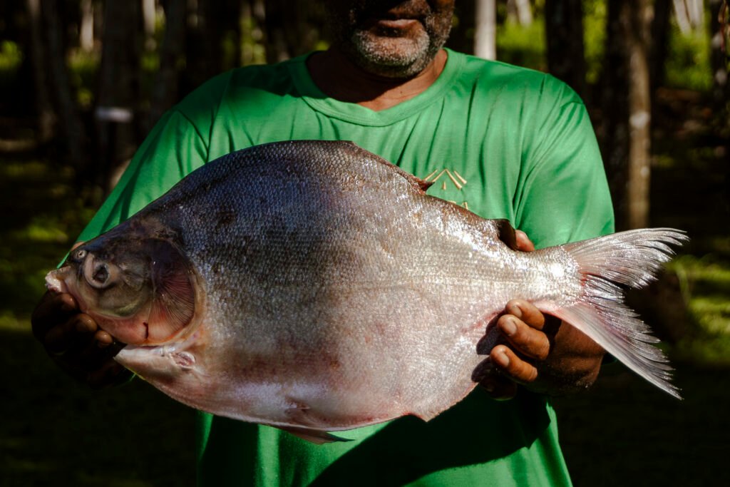 Homem conhecido por "Seu Gringo", segurando o peixe Tambaqui, na Ilha do Combú.